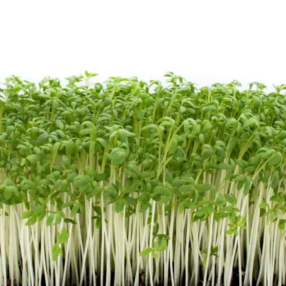 Řeřicha zahradní Dánská - Lepidium sativum - osivo řeřichy - 850 ks
