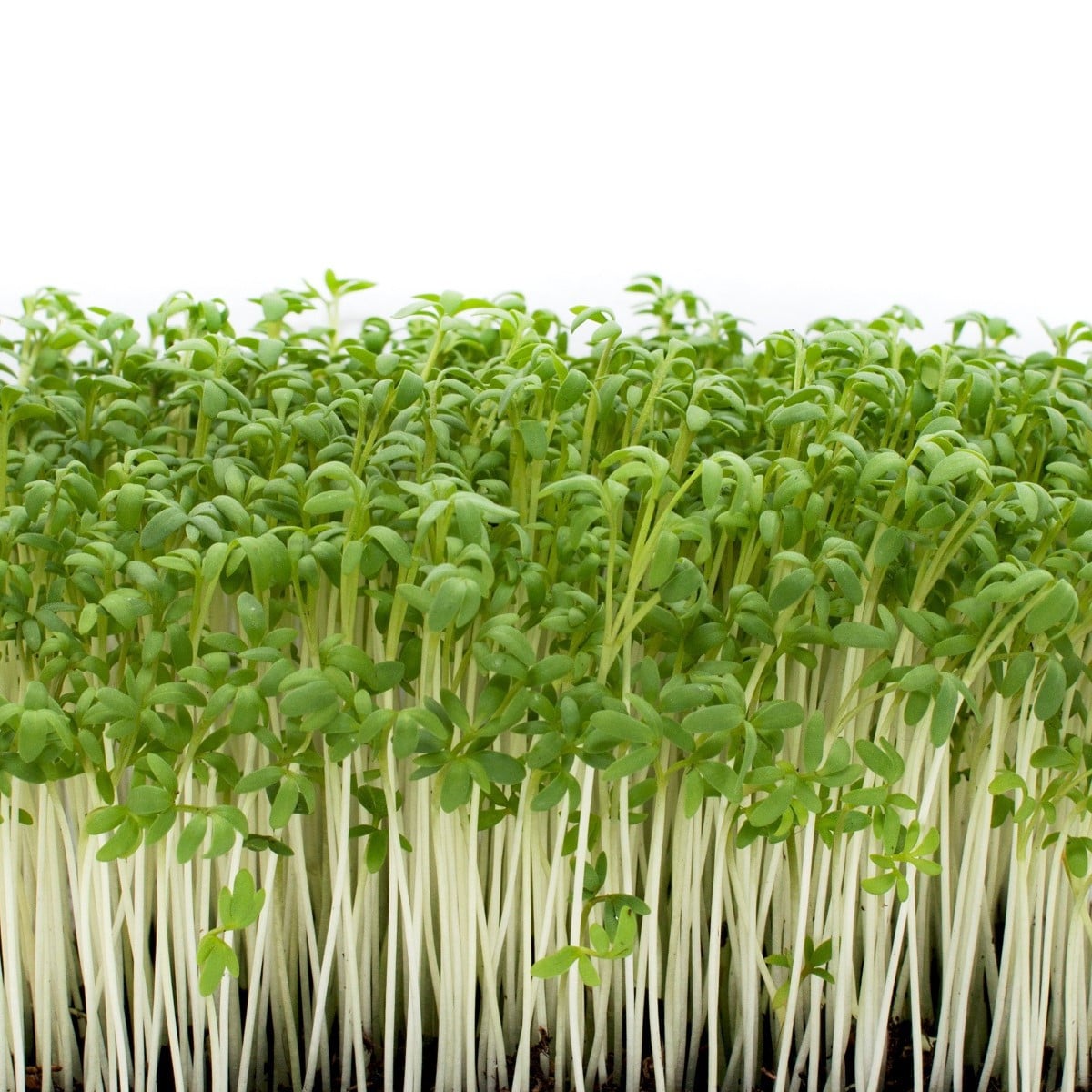 Řeřicha zahradní Dánská - Lepidium sativum - osivo řeřichy - 850 ks