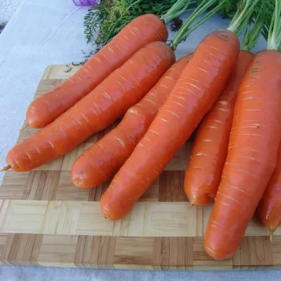 Mrkev Aneta F1 - Daucus carota - osivo mrkve - 900 ks