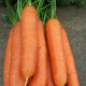 Mrkev pozdní Cidera - Daucus carota - osivo mrkve - 800 ks