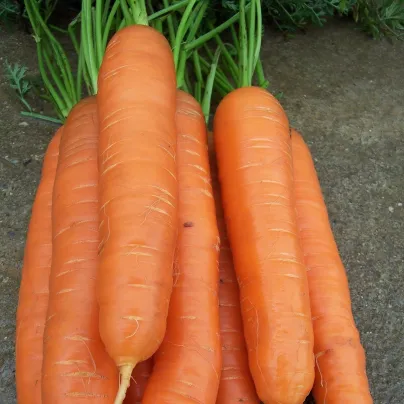 Mrkev pozdní Cidera - Daucus carota - osivo mrkve - 800 ks