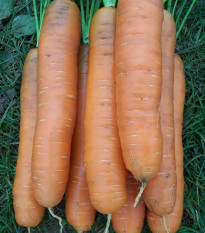 Mrkev Darina - Daucus carota - osivo mrkve - 800 ks