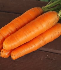Mrkev Karotina - Daucus carota - osivo mrkve - 900 ks