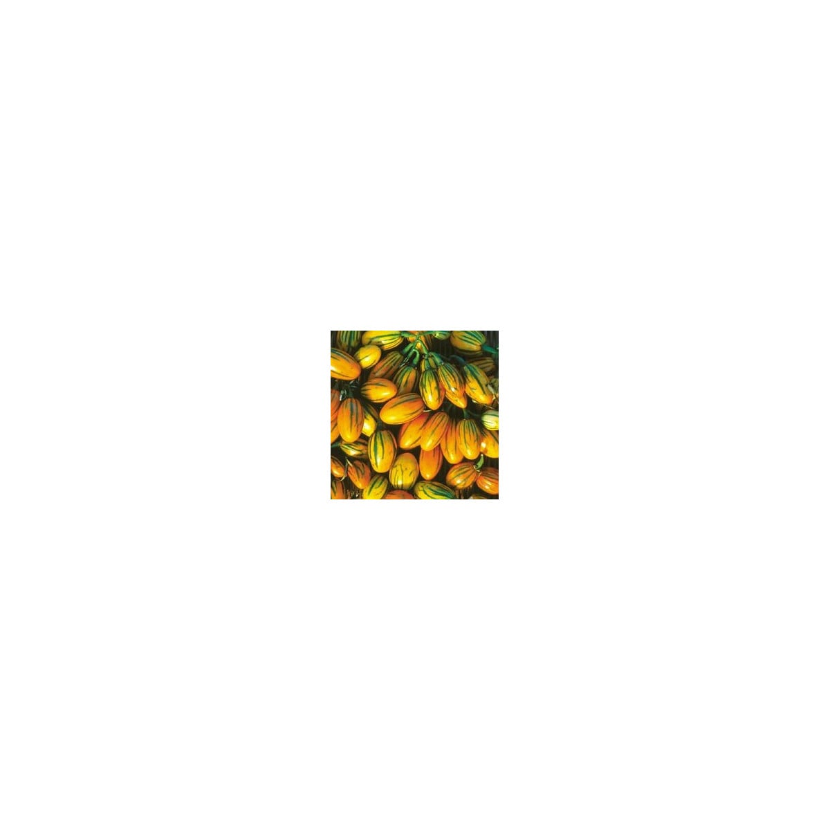 Lilek pruhovaný - Solanum aethiopicum - osivo lilku - 6 ks