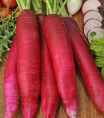 Ředkev Ostergruss Rosa 2 - Raphanus sativus - osivo ředkve - 80 ks