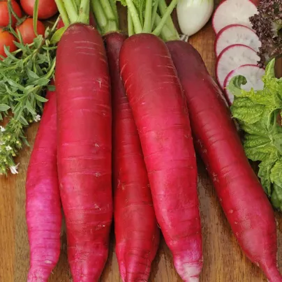 Ředkev Ostergruss Rosa 2 - Raphanus sativus - osivo ředkve - 80 ks
