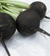 Ředkev setá kulatá černá - Raphanus sativus niger - osivo ředkve - 200 ks
