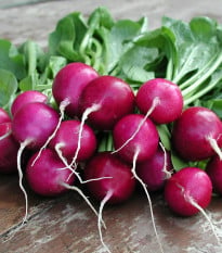Ředkvička Viola - Raphanus sativus - osivo ředkvičky - 100 ks