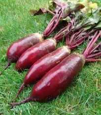 Řepa Renova - Beta vulgaris L. var. conditiva - osivo řepy - 70 ks