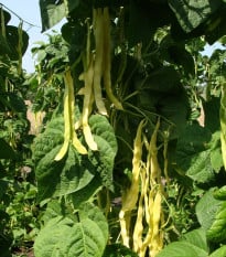 Fazole pnoucí Goldmarie - Phaseolus vulgaris - osivo fazole - 15 ks