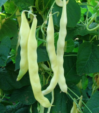 Fazole keříčková Sonesta - Phaseolus vulgaris - osivo fazole - 20 ks
