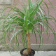 Nolina - Sloní noha - Nolina longifolia - osivo noliny - 5 ks