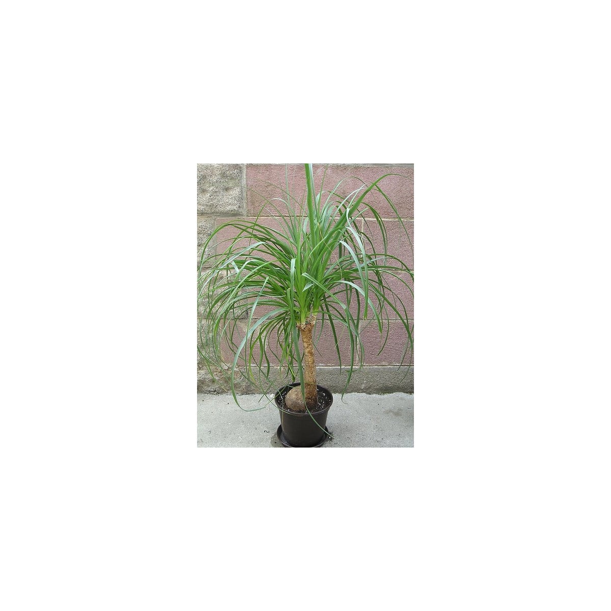 Nolina - Sloní noha - Nolina longifolia - osivo noliny - 5 ks