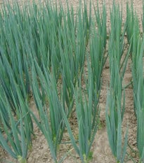 Cibule sečka Entita - Allium fistulosum L. - osivo cibule - 0,4 g