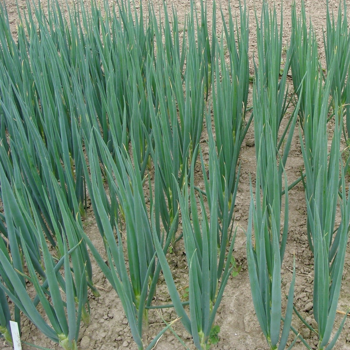 Cibule sečka Entita - Allium fistulosum L. - osivo cibule - 0,4 g