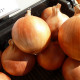 Cibule jarní Amfora F1 - Allium cepa - osivo cibule - 110 ks