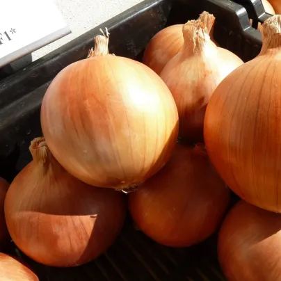 Cibule jarní Amfora F1 - Allium cepa - osivo cibule - 110 ks