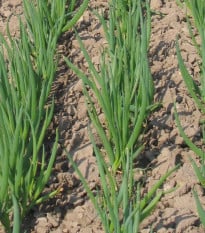 Cibule sečka zimní Bajkal - Allium fistulosum - osivo cibule - 300 ks