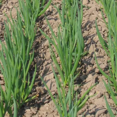 Cibule sečka zimní Bajkal - Allium fistulosum - osivo cibule - 300 ks