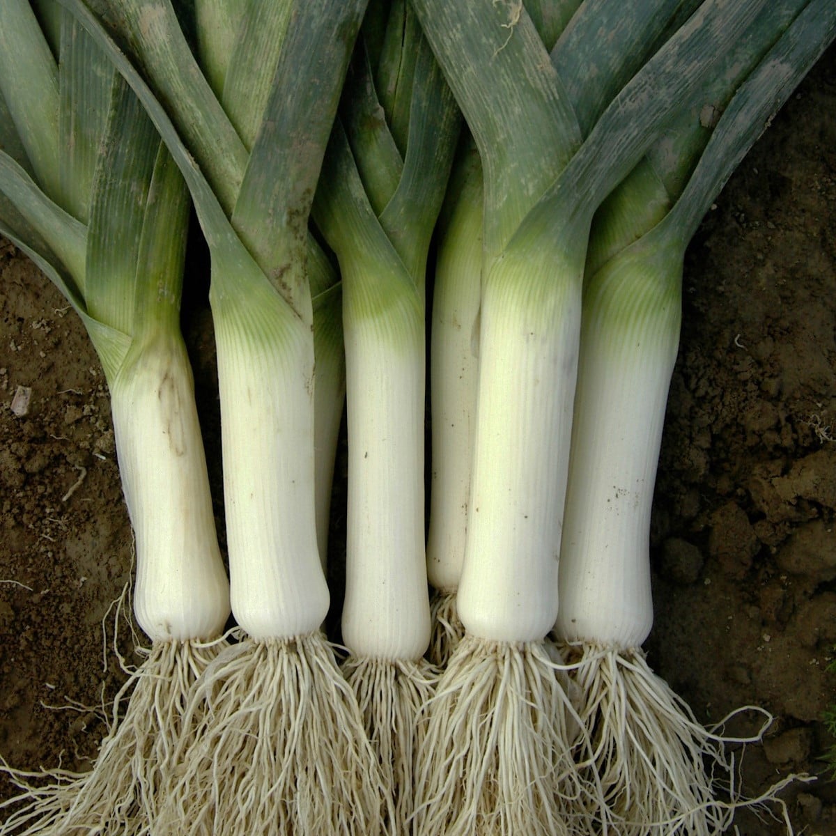 Pór zimní Winner - Allium porrum - osivo póru - 300 ks