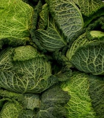 Kapusta hlávková Verita F1 - Brassica oleracea var. sabauda - osivo kapusty - 110 ks