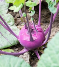 Kedluben raný modrý Purple vienna - Brassica oleracea - osivo kedlubny - 100 ks