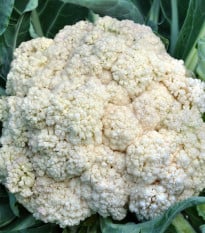Květák raný Erfurter Zwerg - Brassica oleracea var. botrytis - osivo květáku - 120 ks