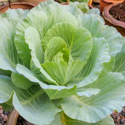 Zelí bílé Pourovo - Brassica oleracea - osivo zelí - 200 ks