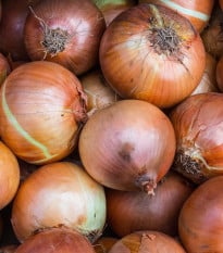 Cibule ozimá Winteria - Allium cepa - osivo cibule - 250 ks