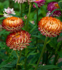 Slaměnka bronzová - Helichrysum bracteatum - osivo slaměnky - 500 ks