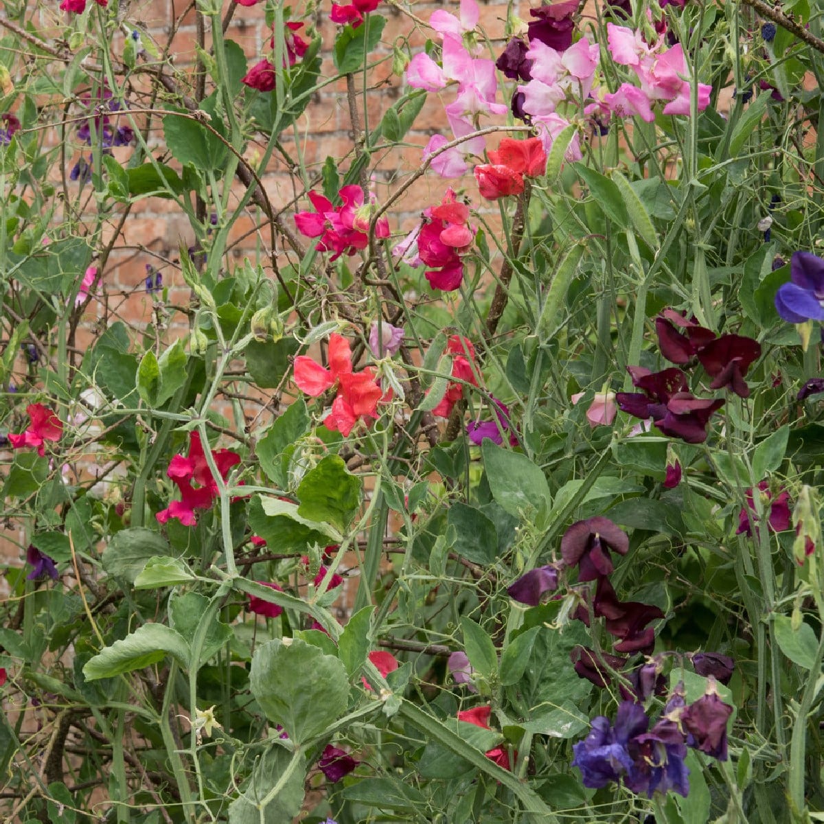Hrachor vonný Spencer směs - Lathyrus odoratus - osivo hrachoru - 16 ks