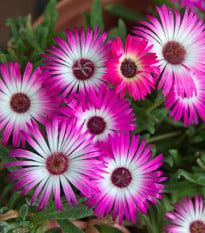 Kosmatec krystalový - Mesembryanthemum crystallinum - osivo kosmatce - 300 ks