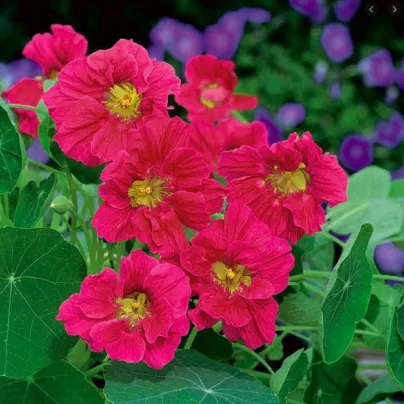 Lichořeřišnice menší Whirlybird Rose - Tropaeolum minus - osivo lichořeřišnice - 10 ks