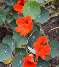 Lichořeřišnice Princess of India - Tropaeolum minus - osivo lichořeřišnice - 15 ks