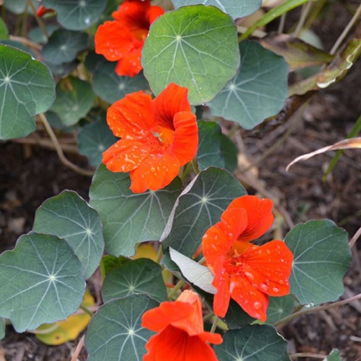 Lichořeřišnice Princess of India - Tropaeolum minus - osivo lichořeřišnice - 15 ks