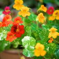 Lichořeřišnice nízká Alaska Mix - Tropaeolum nanum - osivo lichořeřišnice - 15 ks