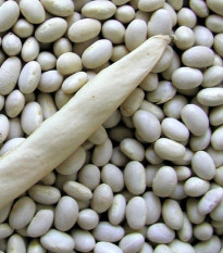 Fazole keříčková Petronila - Phaseolus vulgaris - osivo fazole - 50 ks