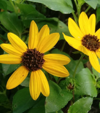 Slunečnice slabá směs barev - Helianthus debilis - osivo slunečnice - 15 ks