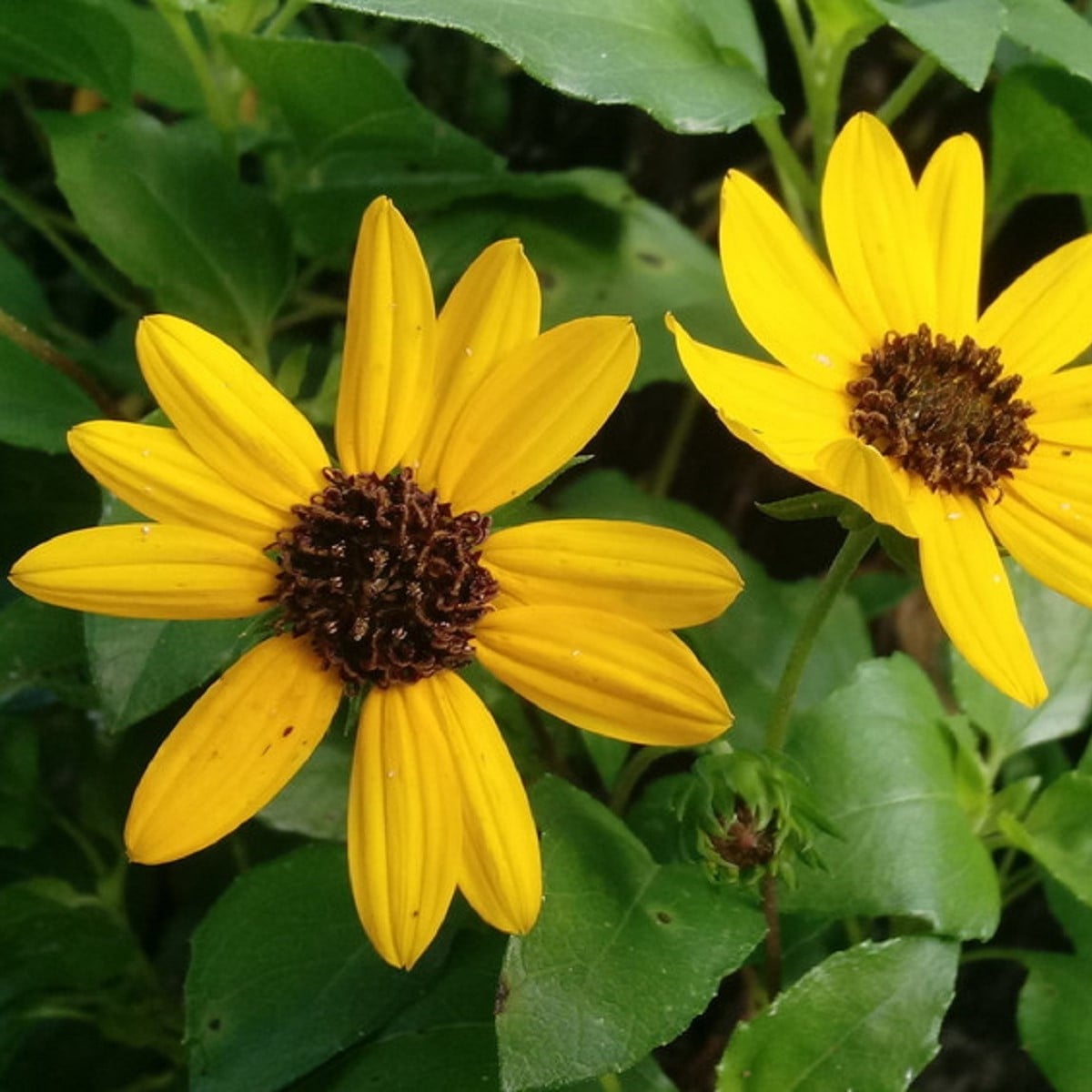 Slunečnice slabá směs barev - Helianthus debilis - osivo slunečnice - 15 ks