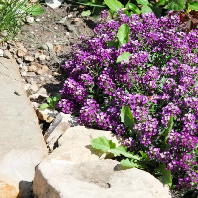 Tařicovka přímořská Fialová královna - Alyssum maritimum - osivo tařicovky - 1 g