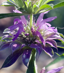 Monarda citrónová - Monarda citriodora - osivo monardy - 50 ks