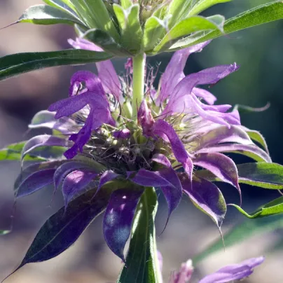Monarda citrónová - Monarda citriodora - osivo monardy - 50 ks