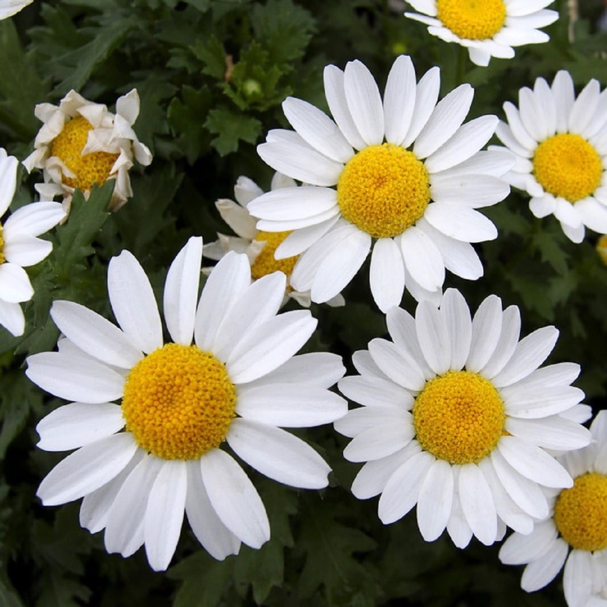 Kopretina balkónová bílá - Chrysanthemum paludosum - osivo kopretiny - 250 ks