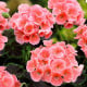 Muškát páskatý Nekita Salmon F1 - Pelargonium zonale - osivo muškátu - 4 ks