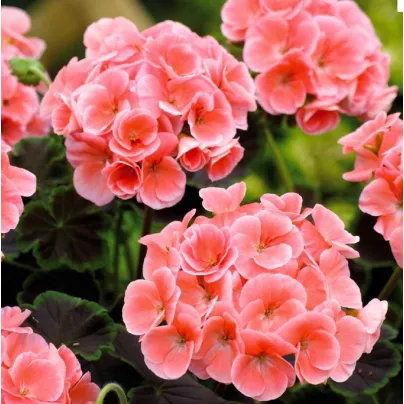 Muškát páskatý Nekita Salmon F1 - Pelargonium zonale - osivo muškátu - 4 ks