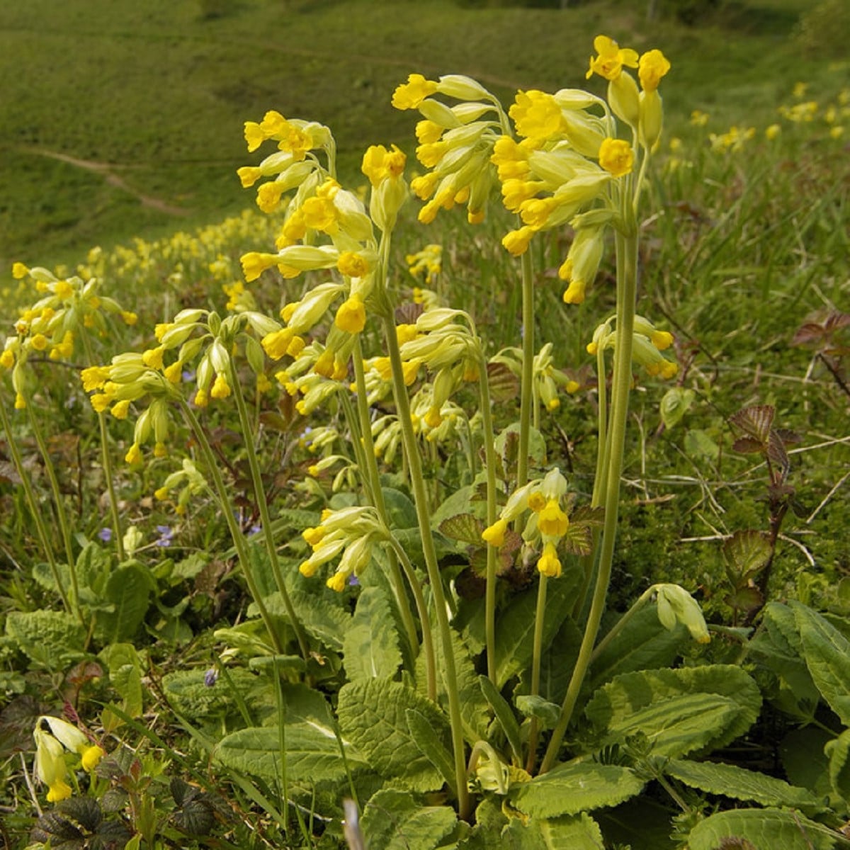 Prvosenka jarní - Primula veris - osivo prvosenky - 50 ks