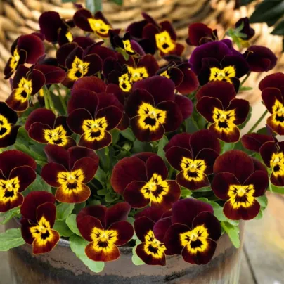 Violka rohatá Admire Ruby Gold - Viola cornuta - osivo violky - 20 ks
