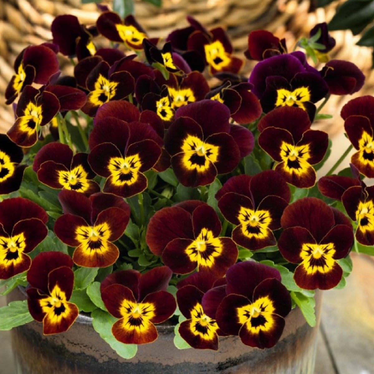 Violka rohatá Admire Ruby Gold - Viola cornuta - osivo violky - 20 ks