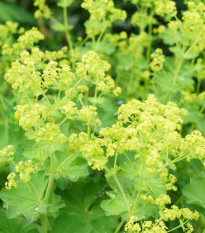 Kontryhel měkký - Alchemilla mollis - osivo kontryhelu - 20 ks