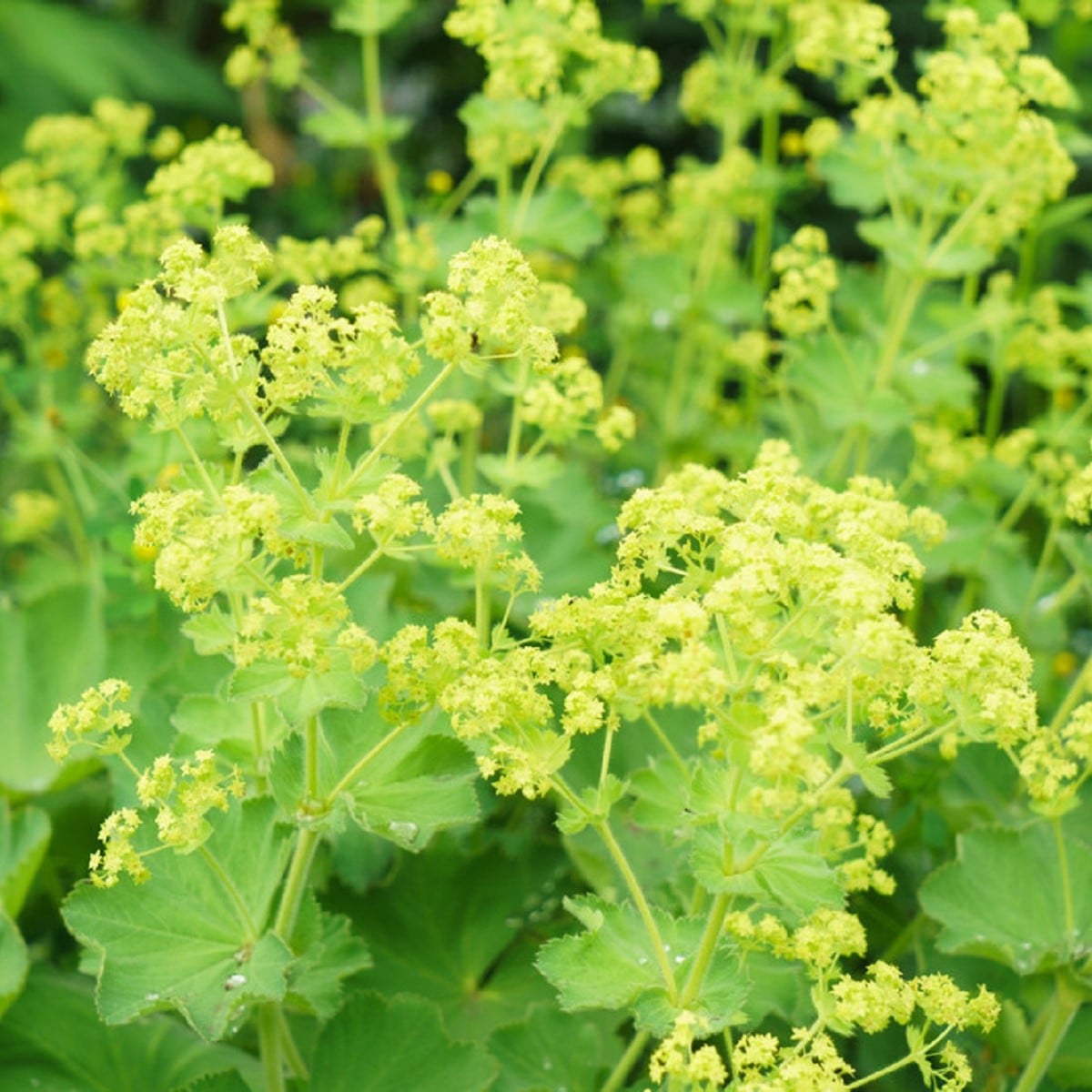 Kontryhel měkký - Alchemilla mollis - osivo kontryhelu - 20 ks